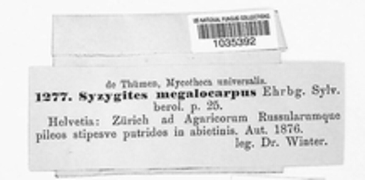 Syzygites megalocarpus image